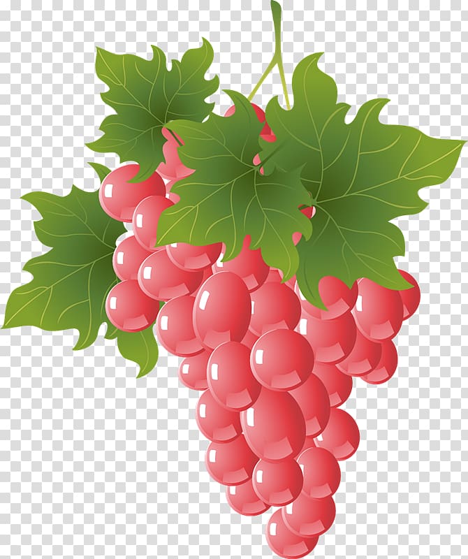 Grapevines graphics Fruit Euclidean , psd免抠 transparent background PNG clipart