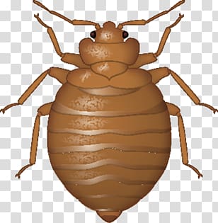 Bed bug transparent background PNG clipart