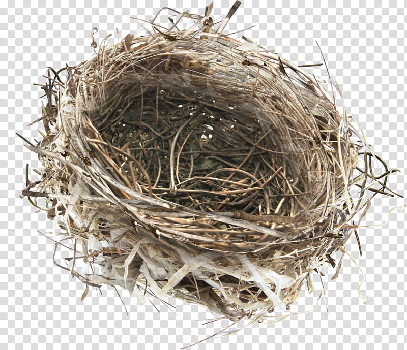 brown nest illustration, Bird nest Bird nest, Nest transparent background PNG clipart
