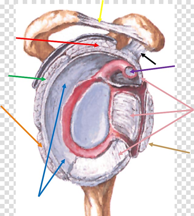 Shoulder joint Glenoid cavity Coracohumeral ligament, ligament transparent background PNG clipart