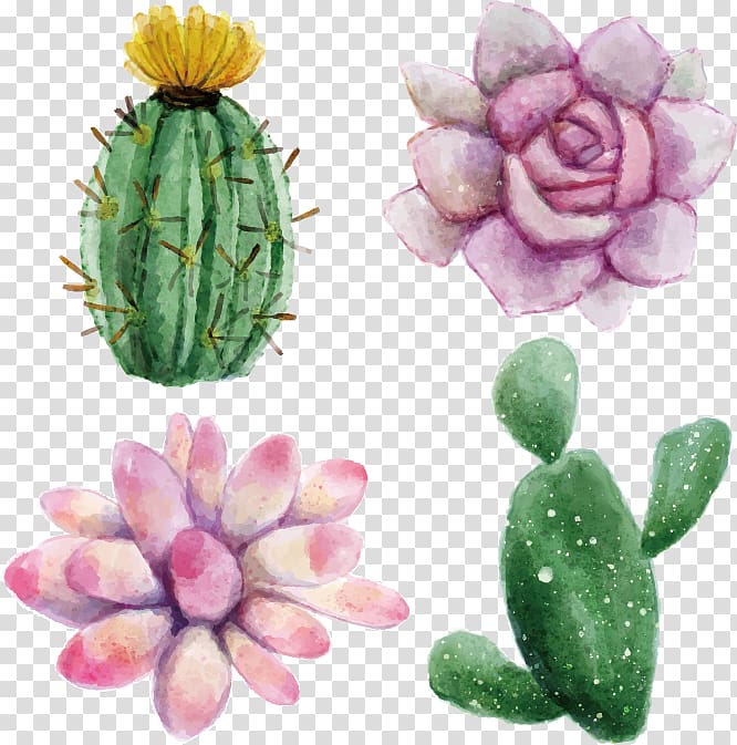 succulent plant , Cactaceae Watercolor painting Succulent plant Euclidean Illustration, Watercolor flowers transparent background PNG clipart