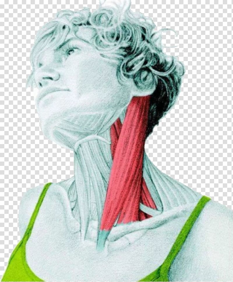 Sternocleidomastoid muscle Stretching Human body Neck, Latissimus dorsi transparent background PNG clipart