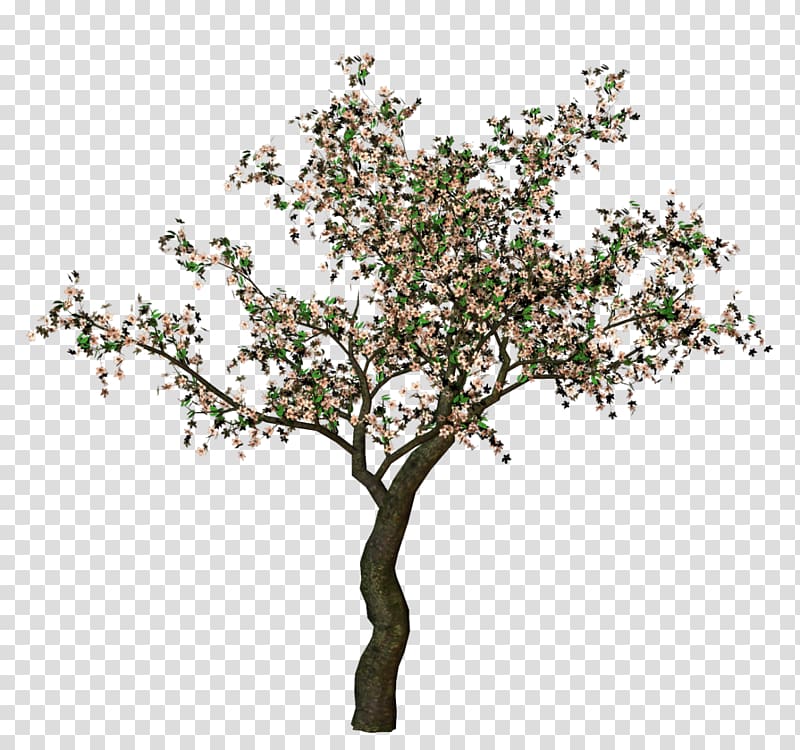 Tree , bonsai trees transparent background PNG clipart