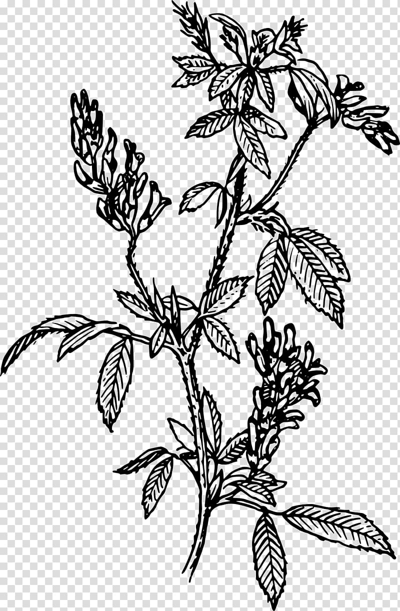 Alfalfa Sprouting , jungle geranium transparent background PNG clipart