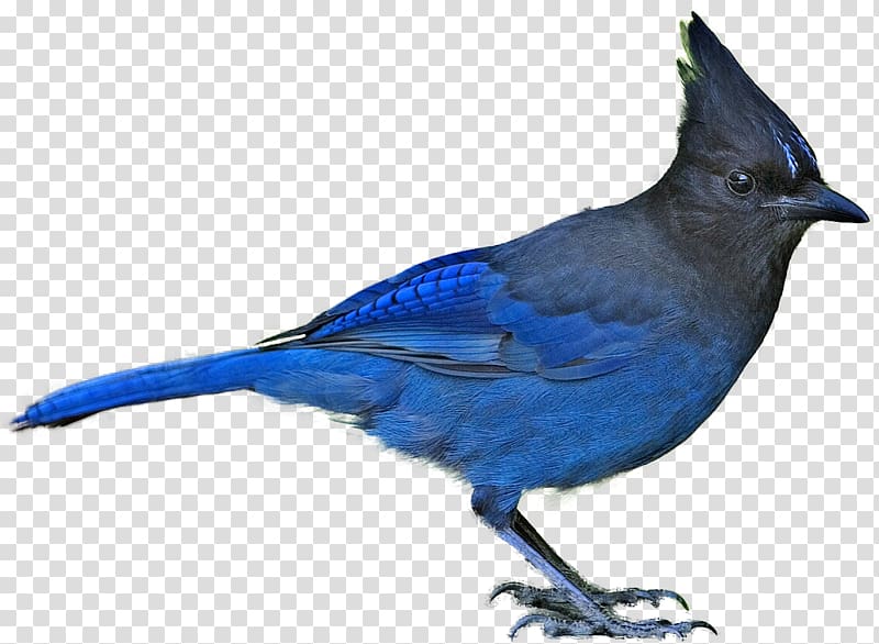 Bird Blue jay Steller\'s jay , blue bird transparent background PNG clipart