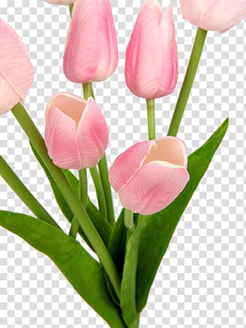 Tulip Pink Flower bouquet Floristry Cut flowers, Pink Tulip Bouquet Real transparent background PNG clipart