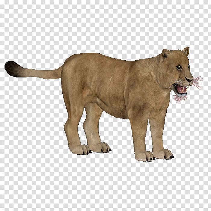 Lion Big cat Terrestrial animal Puma, lion transparent background PNG clipart