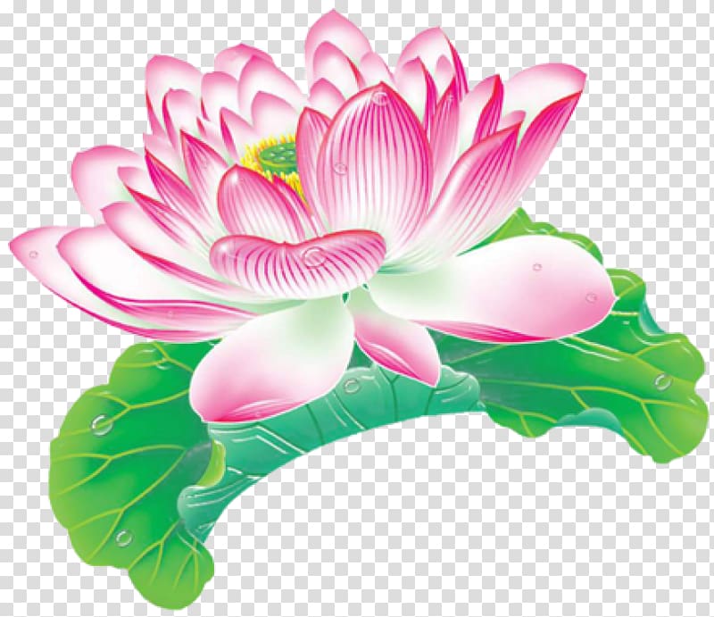 Nelumbo nucifera Leaf Aquatic plant Lotus effect, Hand-painted lotus transparent background PNG clipart