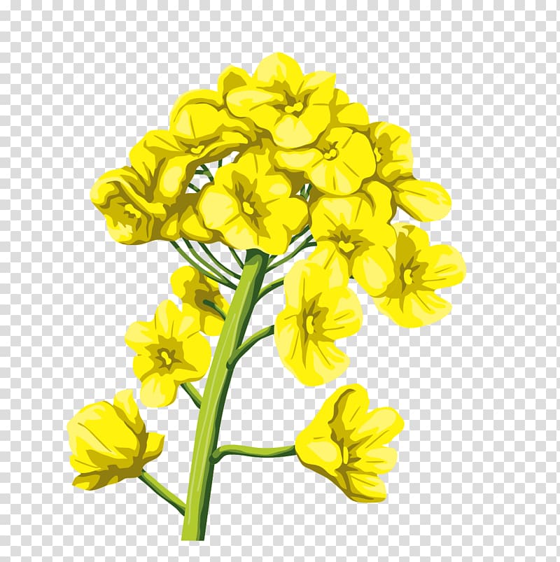 mustard flower png