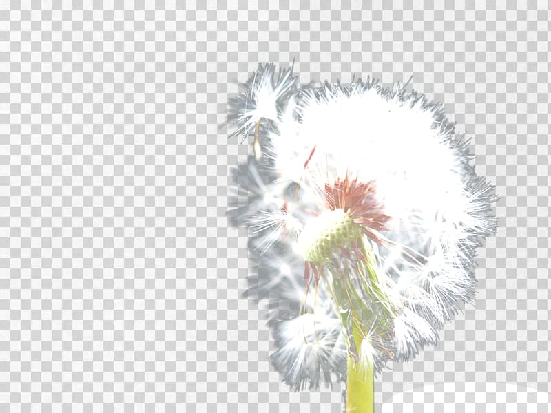 Common Dandelion , White romantic dandelion transparent background PNG clipart