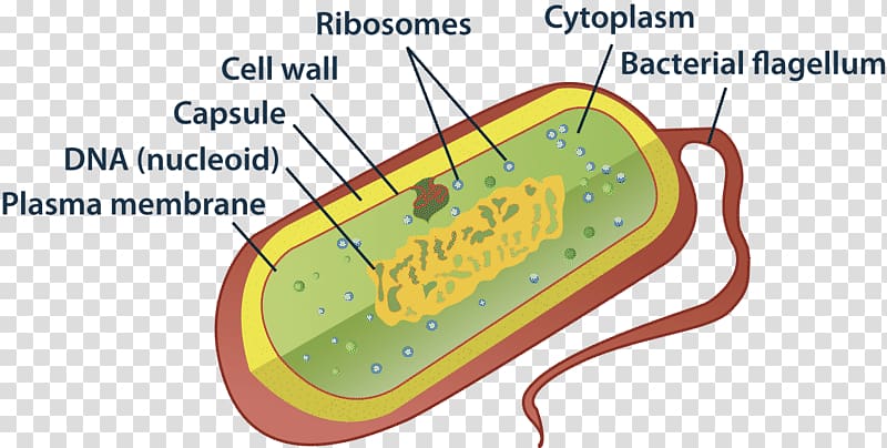 Biology 101: Prokaryotic vs. Eukaryotic Cells | Prokaryotic cell, Biology,  Eukaryotic cell