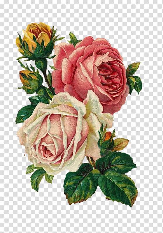 Pink and white flowers illustration, Vintage Roses: Beautiful Varieties ...