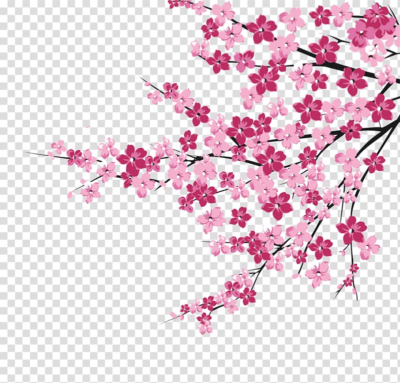pink cherry blossom tree illustration, Cherry blossom Pink, Cherry blossoms transparent background PNG clipart