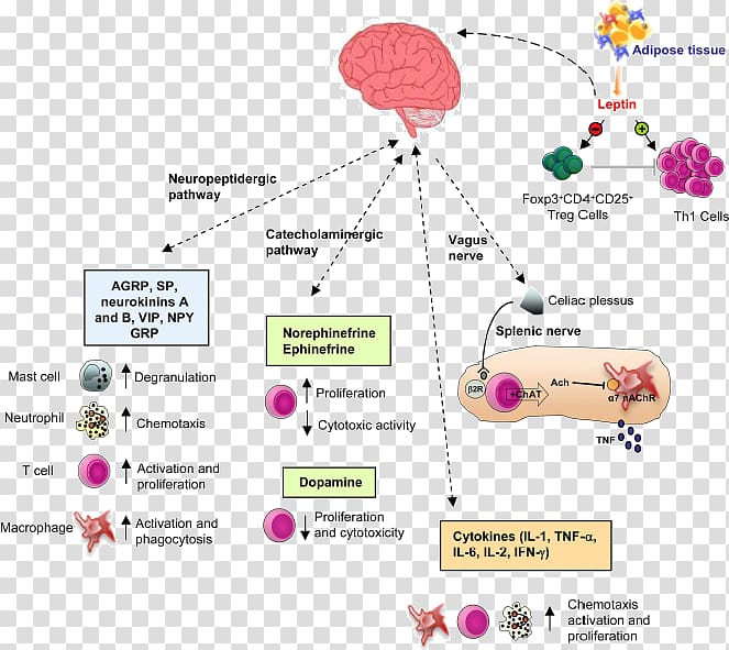 Immune system Nervous system Endocrine system Immunity Anatomy, Brain transparent background PNG clipart