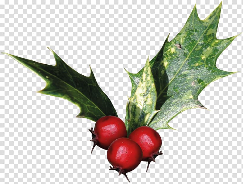 Common holly Ilex cornuta Christmas Plant, mistletoe transparent background PNG clipart