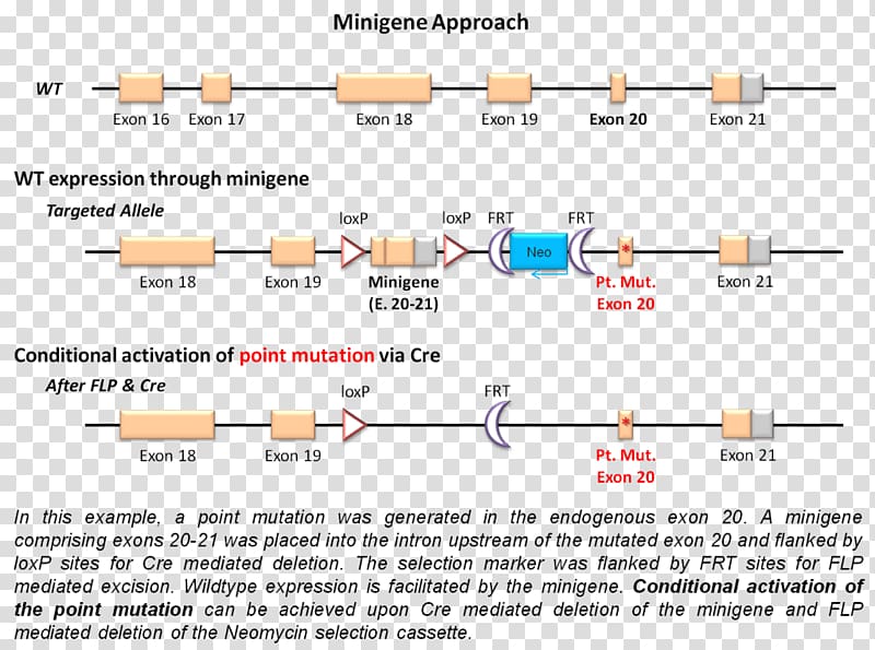 Gene targeting Minigene Point mutation Cre-Lox recombination, mutation transparent background PNG clipart