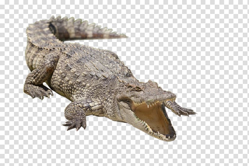 gray crocodile, Nile crocodile Alligator Siamese crocodile Freshwater crocodile, Mouth of the crocodile transparent background PNG clipart