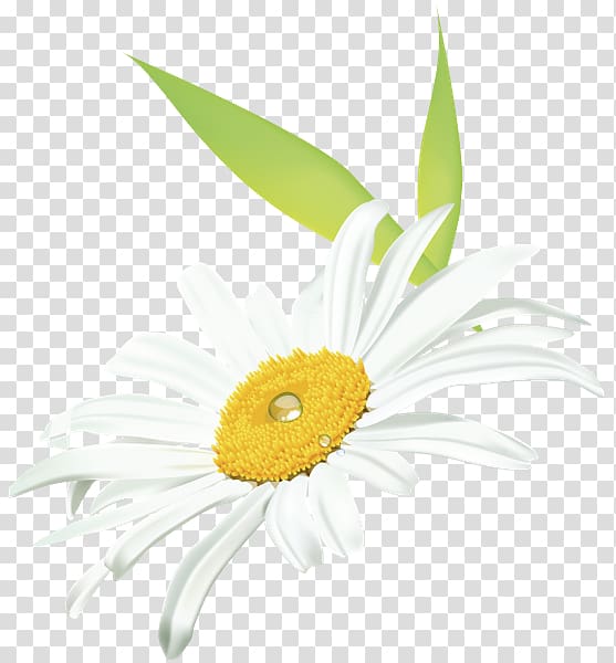 Common daisy Oxeye daisy Transvaal daisy Dendranthema lavandulifolium Daisy family, chamomile transparent background PNG clipart