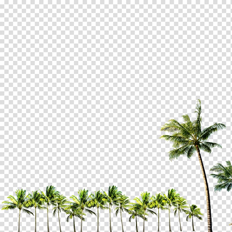 coconut tree lot, Agra Club Layers, A row of palm transparent background PNG clipart