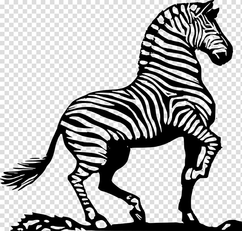 Zebra Drawing , zebra transparent background PNG clipart