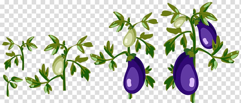 Vegetable Eggplant Illustration, Planting eggplant transparent background PNG clipart