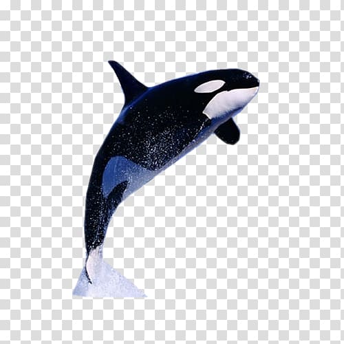 Killer whale Dolphin Information Facebook, whale transparent background PNG clipart