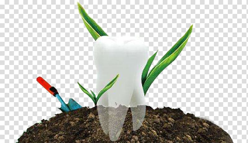 Tooth whitening Dentures Dental implant Mouth, Creative planting teeth transparent background PNG clipart