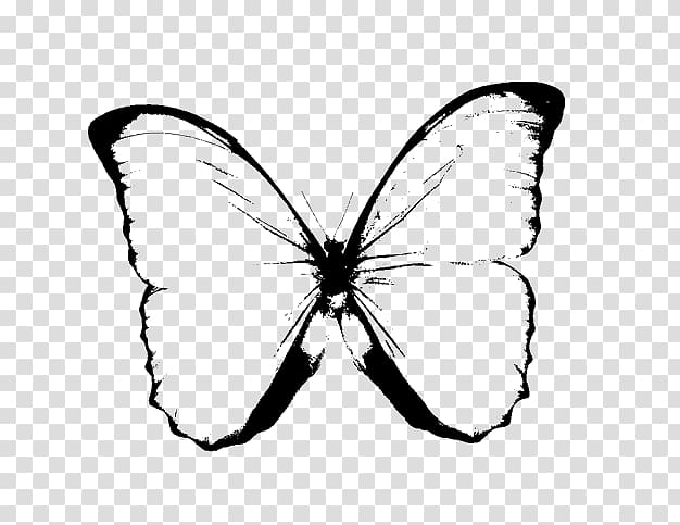 Butterfly Black and white Drawing , Butterfly Black And White transparent background PNG clipart