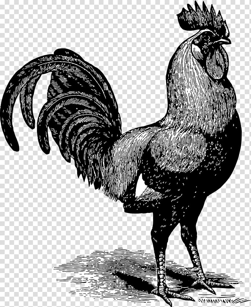 Chicken Gallic rooster Paper Poultry farming, rooster transparent background PNG clipart