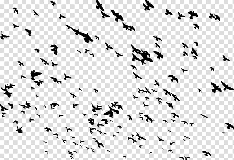 Bird Flight Flamingo Flock, flock of birds transparent background PNG clipart