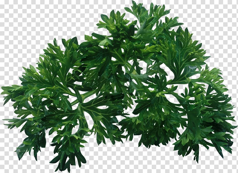 Parsley Herb Leaf vegetable Dill, vegetable transparent background PNG clipart