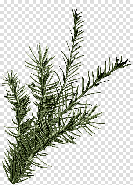 Leaf Spruce Green, Leaf transparent background PNG clipart