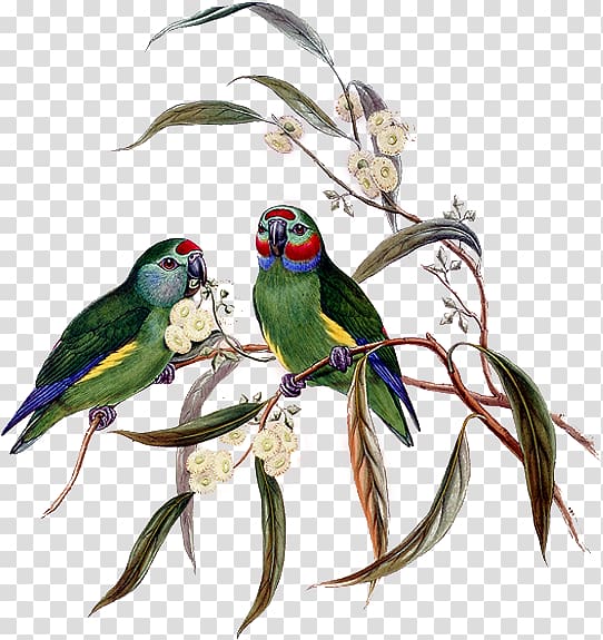 The Birds of Australia Parrot Parakeet Birds of New Guinea, Bird transparent background PNG clipart