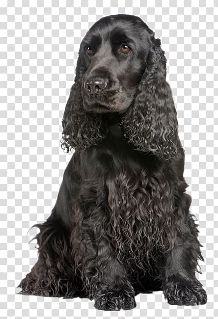 Field Spaniel English Cocker Spaniel American Cocker Spaniel Boykin Spaniel American Water Spaniel, cocker spaniel transparent background PNG clipart