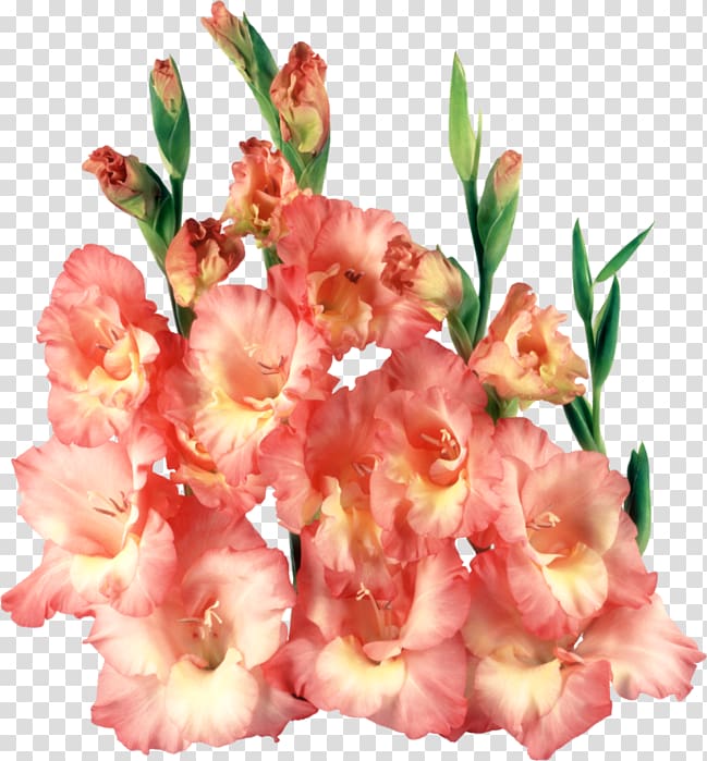 Gladiolus , gladiolus flower transparent background PNG clipart