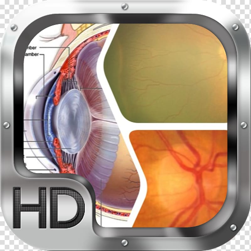 Human eye Cataract Visual system Sense, Eye transparent background PNG clipart