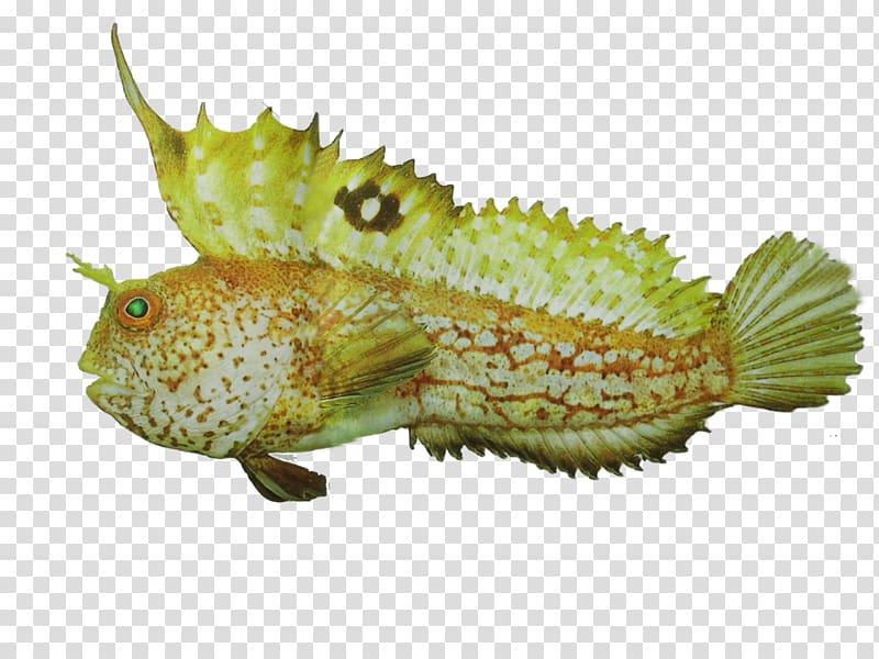 Fauna Terrestrial animal Fish, dota transparent background PNG clipart