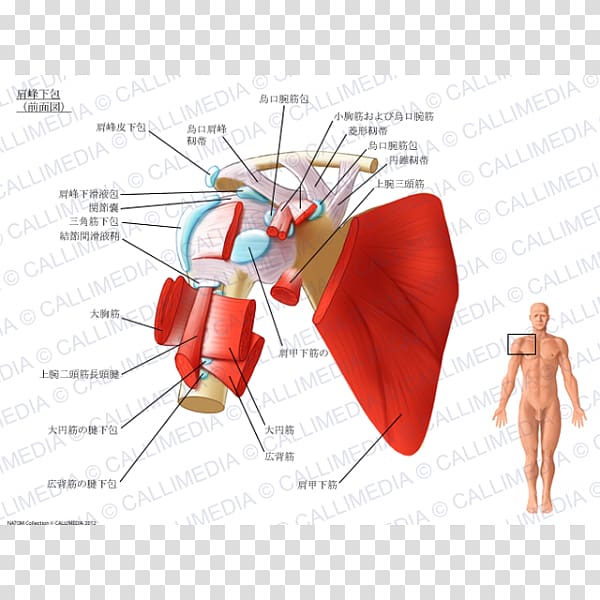 Synovial bursa Subacromial bursa Subcoracoid bursa Subscapularis muscle Shoulder, others transparent background PNG clipart