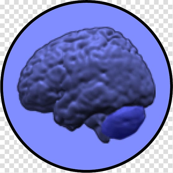 Brain Cerebellum Neuroimaging Intelligence Grey matter, Brain transparent background PNG clipart