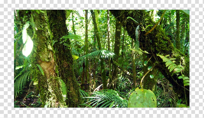 temperate rainforest clipart