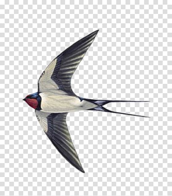 Swallow tattoo Sparrow Helicopter, sparrow transparent background PNG clipart