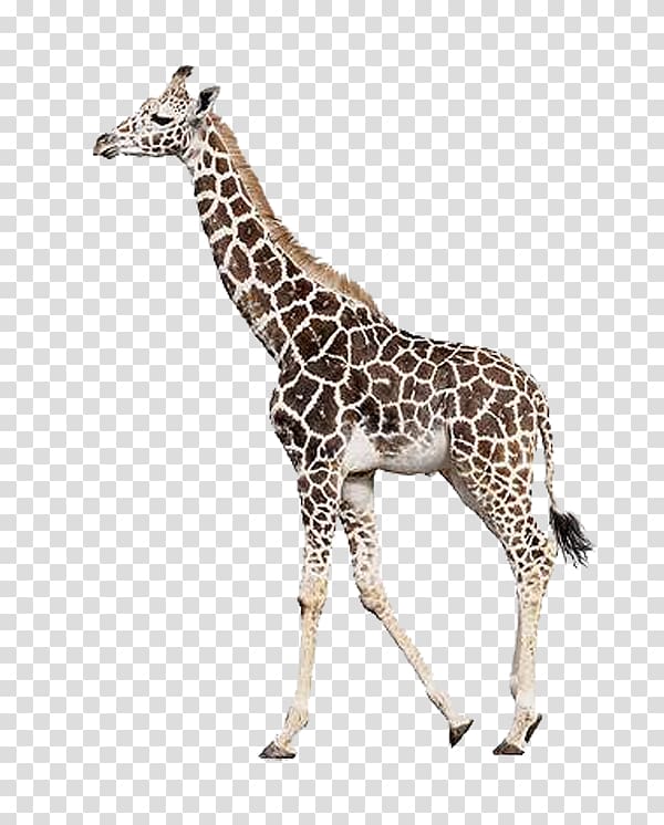 giraffe illustration, Leopard Lion Northern giraffe, giraffe transparent background PNG clipart