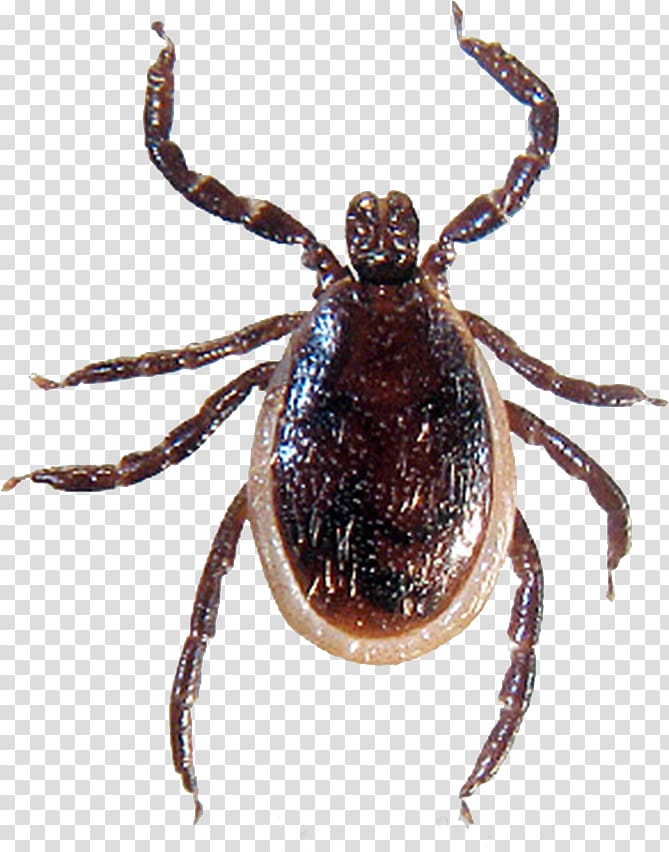 Lyme disease spirochete Tick-borne disease Deer tick, Tick bug transparent background PNG clipart