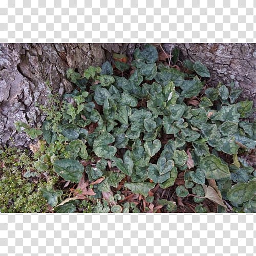 Leaf Herb Groundcover Lawn Subshrub, Leaf transparent background PNG clipart