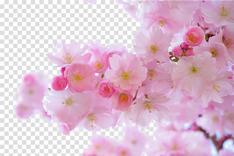 pink flowers illustration, National Cherry Blossom Festival Flower, Pink cherry tree transparent background PNG clipart