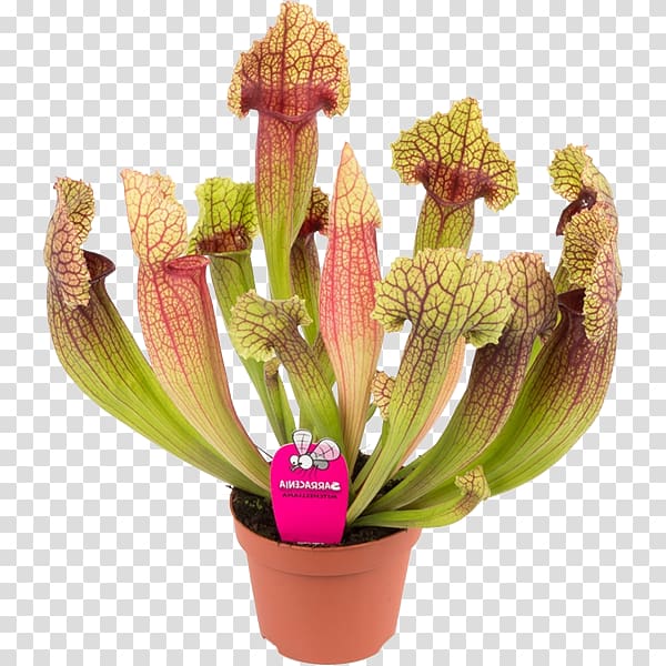 Saint Petersburg Carnivorous plant Trumpet pitchers Flowerpot, plant transparent background PNG clipart