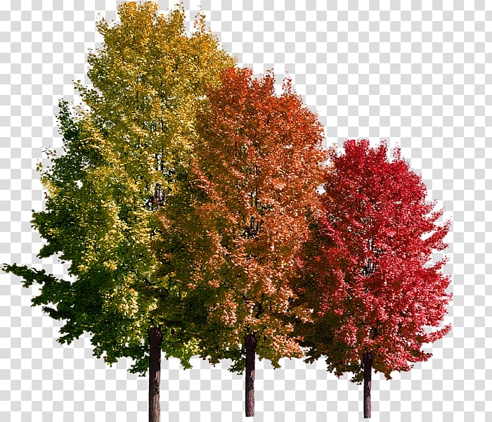 green, orange, and red trees, Florence Child Education Information Kindergarten, Maple Leaf transparent background PNG clipart