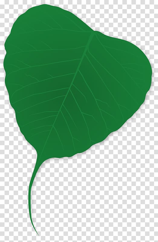Leaf Plant Tree Green, shading transparent background PNG clipart