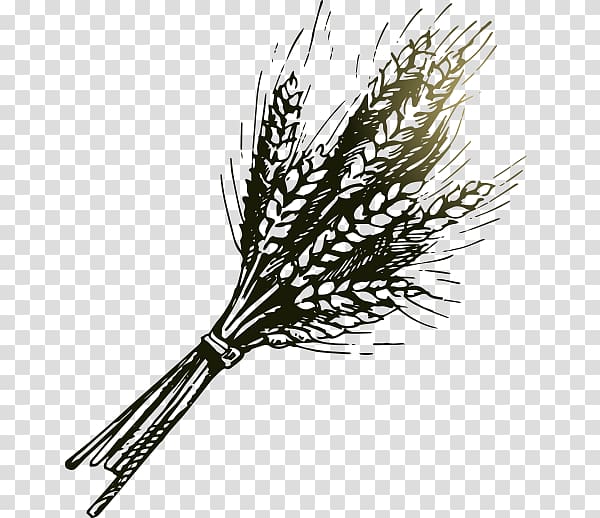 Bakery Wheat Drawing Illustration, cartoon barley transparent background PNG clipart