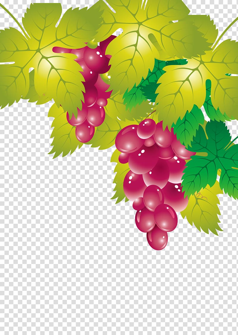 Grape leaves Seedless fruit, grape transparent background PNG clipart